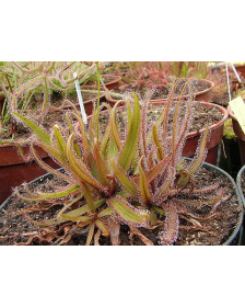 Drosera adelae f.geant