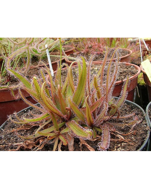 Drosera adelae f.geant