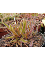 Drosera adelae f.geant