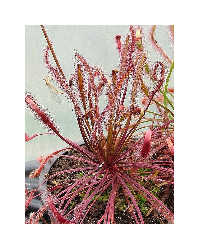 Drosera capensis 'rouge'