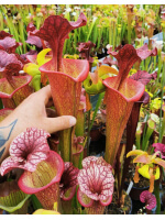 S. "Angel" H92 MK x Timoty King - DG - 4671