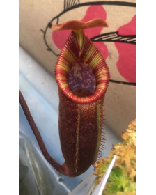 Nepenthes talangensis x...