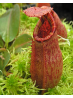 Nepenthes rajah x veitchii ‘Gold Rush’ - seed grown BE-4603 - 4716