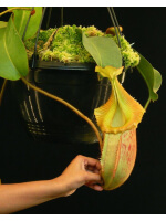 Nepenthes villosa x veitchii 'Gold Rush' – solid peristome BE-4606 - 4720