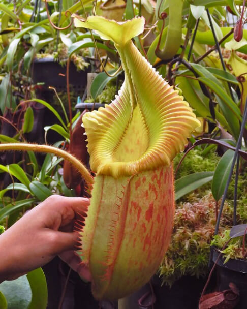 Nepenthes villosa x veitchii 'Gold Rush' – solid peristome BE-4606