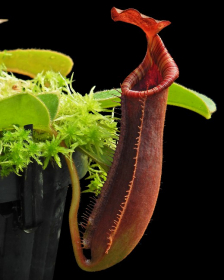 Nepenthes (veitchii x platychila) x lowii – assorted clones: BE-4616