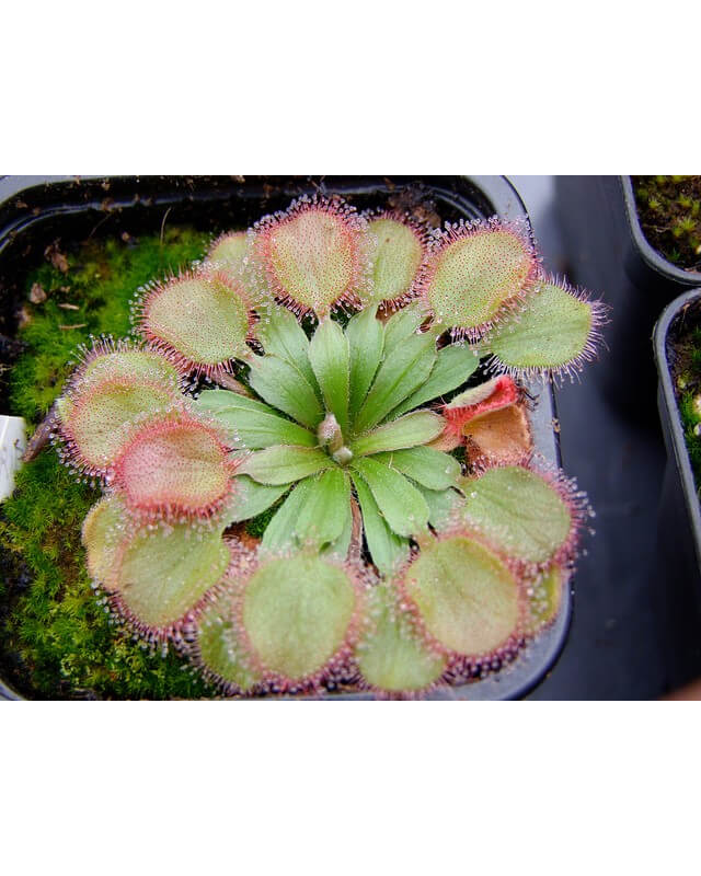 Drosera falconeri