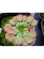 Drosera falconeri