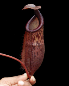 Nepenthes mira x peltata – assorted clones: BE-4534