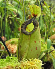 Nepenthes ampullaria...