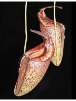Nepenthes spectabilis x tenuis – assorted clones: BE-3884 - 4737