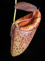 Nepenthes spectabilis x tenuis – assorted clones: BE-3884 - 4738