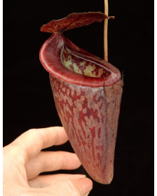Nepenthes glandulifera x tenuis – assorted clones: BE-3891
