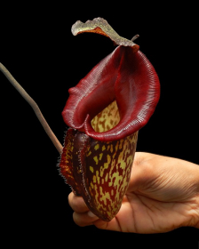Nepenthes 'Lady Pauline'