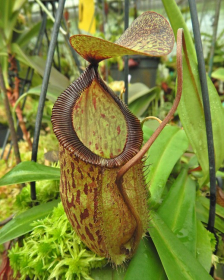 Nepenthes hamata ‘Tambusisi’ x tenuis – assorted clones: BE-4514