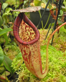 Nepenthes burbidgeae x glandulifera – assorted clones: BE-3705