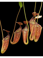 Nepenthes burbidgeae x glandulifera – assorted clones: BE-3705 - 4759