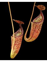Nepenthes burbidgeae x glandulifera – assorted clones: BE-3705 - 4760