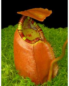 Nepenthes sumatrana -- clones assortis: BE-4540