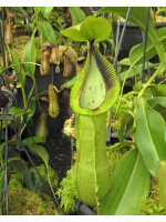 Nepenthes robcantleyi x hamata ‘Lumut’ – assorted clones: BE-3958 - 4764