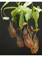 Nepenthes spathulata x hamata ‘Tambusisi’: BE-3843 - 4765