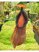 Nepenthes spathulata x hamata ‘Tambusisi’: BE-3843 - 4766