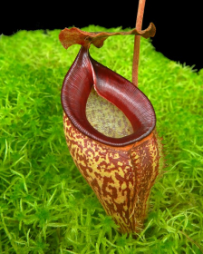 Nepenthes talangensis - clones assortis BE-4075