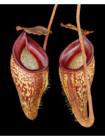 Nepenthes talangensis - assorted clones BE-4075 - 4768
