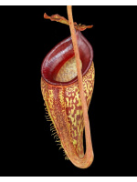 Nepenthes talangensis - assorted clones BE-4075 - 4769
