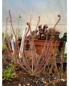 Drosera filiformis 'rouge'