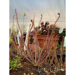 Drosera adelae f.geant-Drosera tropicaux et subtropicaux