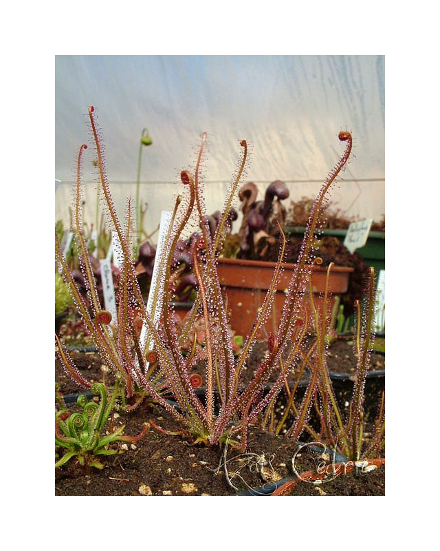 Drosera filiformis 'rouge'