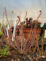 Drosera filiformis 'rouge'