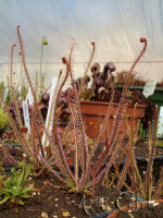 Drosera filiformis 'rouge'