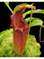 Nepenthes maxima x ‘trusmadiensis’ clones sélectionnés: BE-3709 - 4773