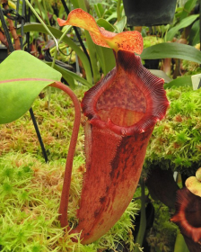 Nepenthes maxima x...