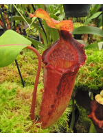 Nepenthes maxima x ‘trusmadiensis’ clones sélectionnés: BE-3709 - 4774