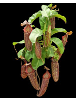 Nepenthes maxima x ‘trusmadiensis’ clones sélectionnés: BE-3709 - 4775