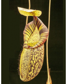 Nepenthes spectabilis x mira