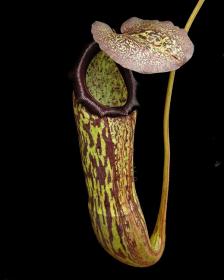 Nepenthes boschiana x klossii BE-4530