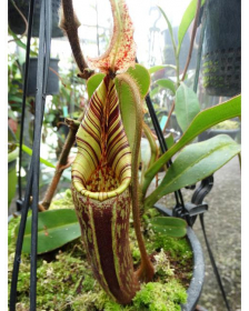 Nepenthes mollis