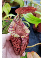 Nepenthes spectabilis x tenuis – assorted clones: BE-3884 - 4795