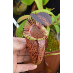Nepenthes hamata x tenuis: BE-4709-Nepenthes d'altitude