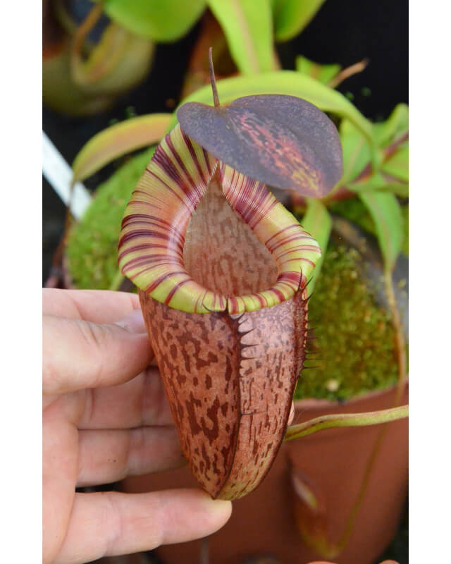 Nepenthes spectabilis x tenuis – assorted clones: BE-3884-Nepenthes d'altitude