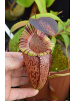 Nepenthes spectabilis x tenuis – assorted clones: BE-3884 - 4796