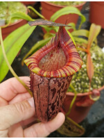 Nepenthes spectabilis x tenuis – assorted clones: BE-3884 - 4797
