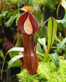 Nepenthes ramispina x singalana – selected clone: BE-3829