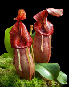 Nepenthes petiolata x...