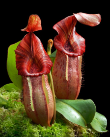 Nepenthes petiolata x veitchii