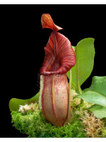 Nepenthes petiolata x veitchii – clones assortis: BE-4047 - 4804